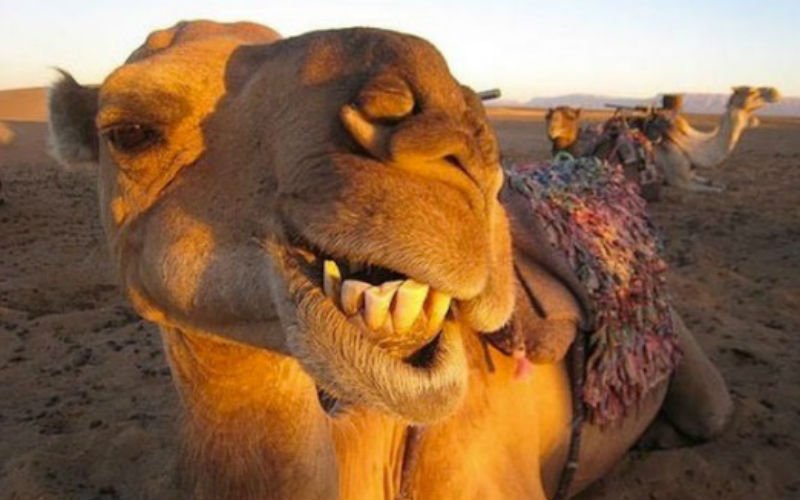 Foto de uma camelo mostrando os dentes